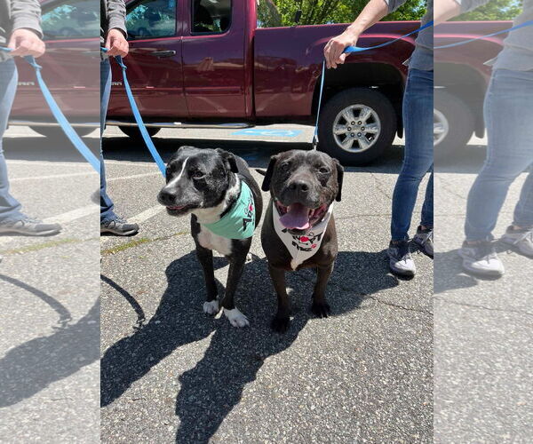 Medium Photo #8 Mutt Puppy For Sale in Westwood, NJ, USA