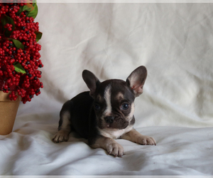 French Bulldog Puppy for sale in ARTHUR, IL, USA