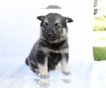 Small Photo #1 Norwegian Elkhound Puppy For Sale in SHILOH, OH, USA