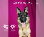 Small #1 German Shepherd Dog