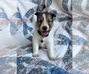 Shetland Sheepdog Puppy for sale in KINGSPORT, TN, USA