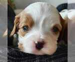 Small Photo #7 Cavalier King Charles Spaniel Puppy For Sale in MOUNTAIN GROVE, MO, USA