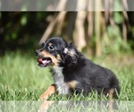 Peanut Butter - Male Miniature Australian Shepherd Puppy for Sale - Photo #2
