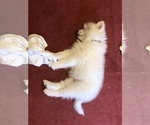Small Photo #6 Samoyed Puppy For Sale in NEDROW, NY, USA