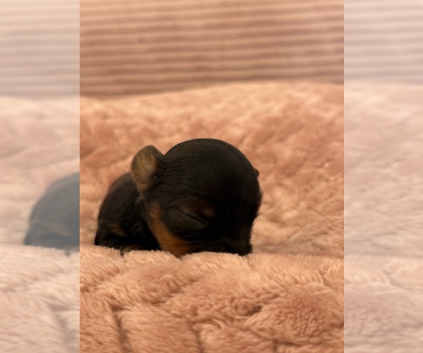 Medium Photo #46 Yorkipoo Puppy For Sale in ARLINGTON, TX, USA