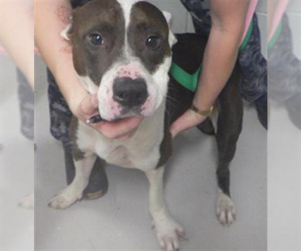 Medium Photo #1 American Pit Bull Terrier-Unknown Mix Puppy For Sale in Augusta, GA, USA