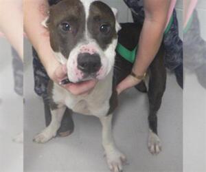 American Pit Bull Terrier-Unknown Mix Dogs for adoption in Augusta, GA, USA