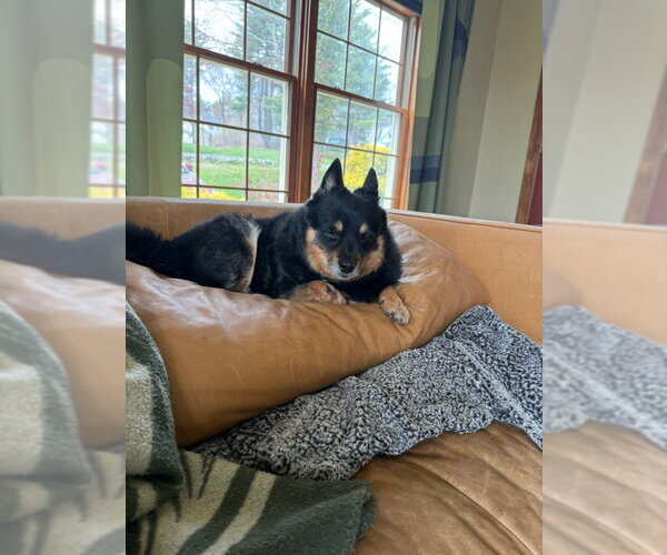 Medium Photo #4 Schipperke-Unknown Mix Puppy For Sale in East Derry, NH, USA