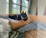 Small #3 Schipperke Mix