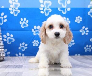 Cavachon Puppy for sale in MARIETTA, GA, USA