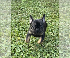 French Bulldog Puppy for sale in CORAL SPRINGS, FL, USA