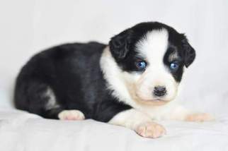 Miniature Australian Shepherd Puppy for sale in KANSAS CITY, KS, USA