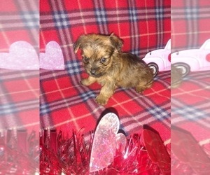 Yorkshire Terrier Puppy for sale in LAPEER, MI, USA