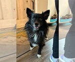 Small Border Collie Mix