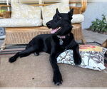 Small #2 German Shepherd Dog