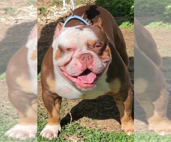 Medium Photo #1 American Bully Puppy For Sale in SPANISH LAKE, MO, USA