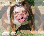 Small Photo #1 American Bully Puppy For Sale in SPANISH LAKE, MO, USA