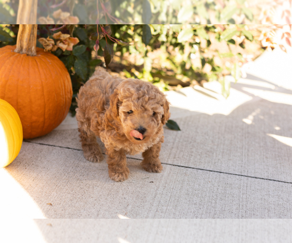 Medium Photo #5 Poodle (Miniature) Puppy For Sale in NAPPANEE, IN, USA