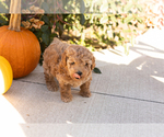 Teddy - Male Poodle (Miniature) Puppy for Sale - Photo #5