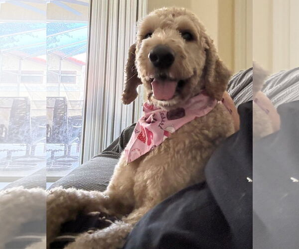 Medium Photo #2 Poodle (Standard) Puppy For Sale in Valrico, FL, USA