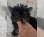 Image preview for Ad Listing. Nickname: Tiny