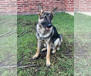 HARIBO - Male German Shepherd Dog-Unknown Mix Dog for Adoption - Photo #2