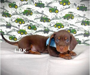 Dachshund Puppy for sale in WINNSBORO, LA, USA