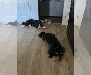 Father of the Bernedoodle puppies born on 02/15/2025