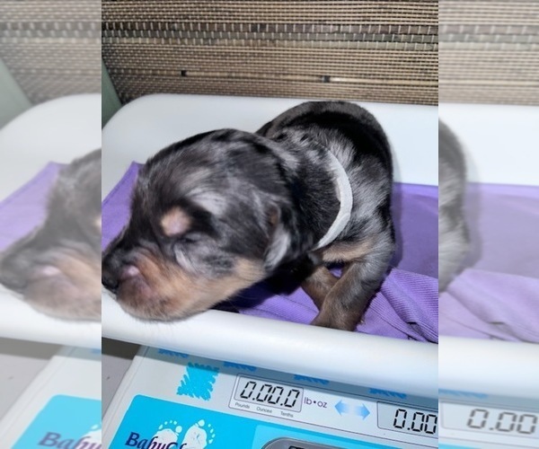 Medium Photo #15 Border Collie-Golden Retriever Mix Puppy For Sale in OVERLAND PARK, KS, USA