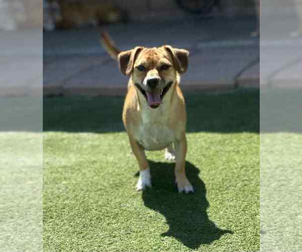 Medium Photo #1 Chihuahua-Unknown Mix Puppy For Sale in La Verne, CA, USA