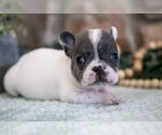Small #1 French Bulldog