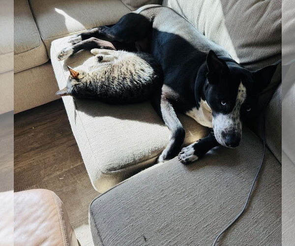 Medium Photo #4 Australian Shepherd-Unknown Mix Puppy For Sale in Princeton, MN, USA