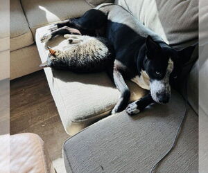 Goliath - Male Australian Shepherd-Unknown Mix Dog for Adoption - Photo #4