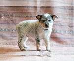 Small Photo #29 Cowboy Corgi Puppy For Sale in HOPKINSVILLE, KY, USA