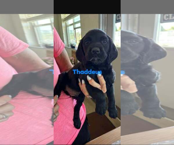 Medium Photo #4 Boykin Spaniel-Unknown Mix Puppy For Sale in Brooksville, FL, USA