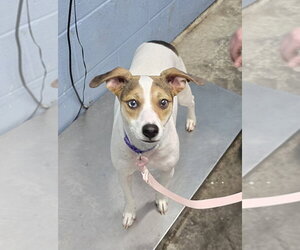 Jack Russell Terrier Dogs for adoption in Evansville, IN, USA
