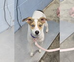 Small Jack Russell Terrier