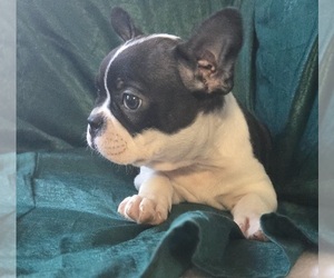 Faux Frenchbo Bulldog Puppy for sale in POMEROY, OH, USA