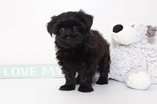 Medium Photo #1 YorkiePoo Puppy For Sale in NAPLES, FL, USA