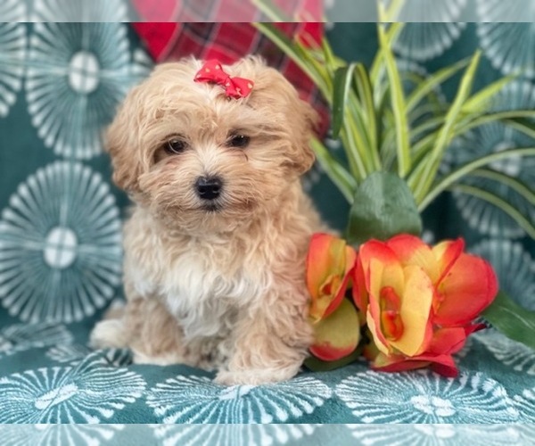 Medium Photo #13 Poovanese Puppy For Sale in LAKELAND, FL, USA