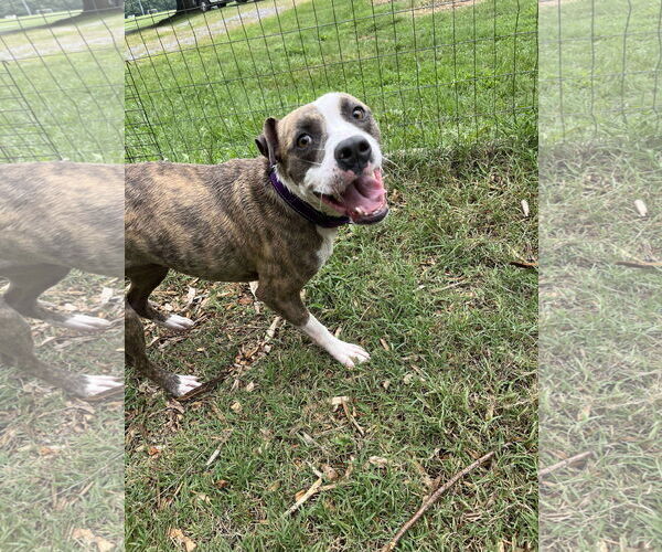 Medium Photo #9 Mutt Puppy For Sale in Rustburg, VA, USA