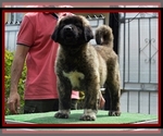 Small Photo #14 Caucasian Shepherd Dog Puppy For Sale in Zarnesti, Brasov, Romainia