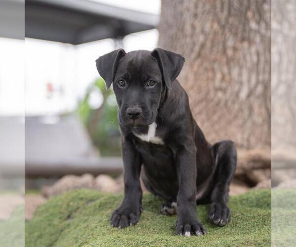 Medium Photo #9 Labrador Retriever-Unknown Mix Puppy For Sale in San Diego, CA, USA