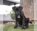 Small #8 Labrador Retriever Mix