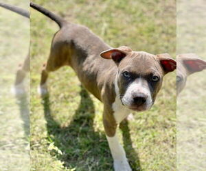 American Pit Bull Terrier Dogs for adoption in Great Bend, KS, USA