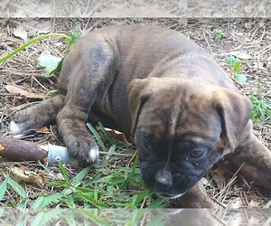 Boxer Puppy for sale in SAVANNAH, GA, USA