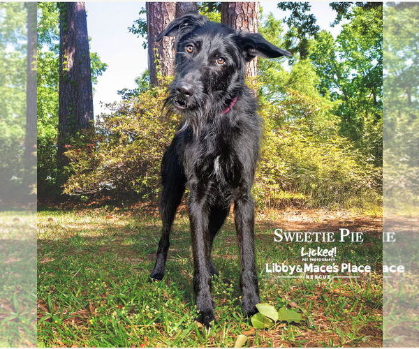 Medium Photo #7 Poodle (Standard)-Unknown Mix Puppy For Sale in Mount Pleasant, SC, USA