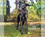 Small #6 Poodle (Standard) Mix