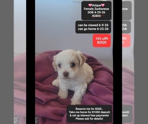 Havanese-Zuchon Mix Puppy for sale in TUCSON, AZ, USA