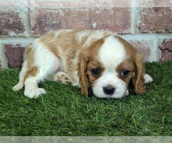 Medium Photo #16 Cavalier King Charles Spaniel Puppy For Sale in MOBERLY, MO, USA